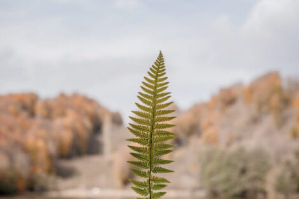 leaf