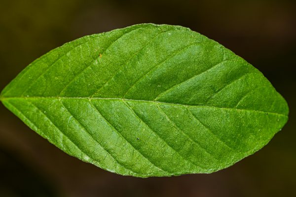 Detailed close-up of a green leaf showing its intricate vein pattern.